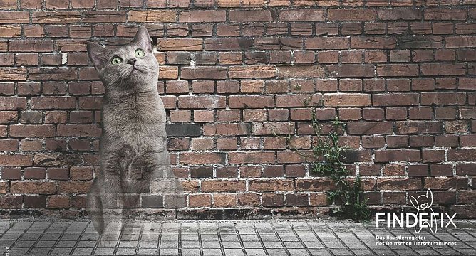 Lass Dein Tier nicht verschwinden (Foto: Tierschutzbund Deutschland)