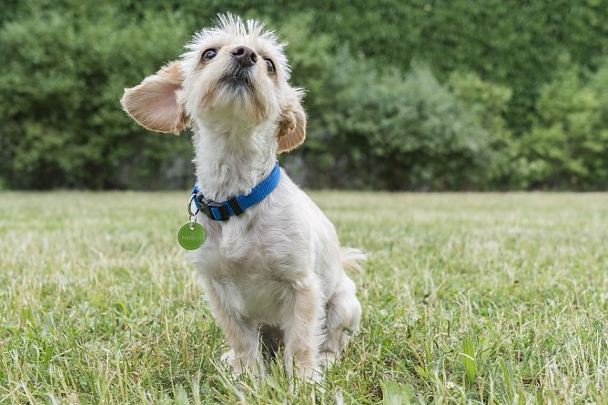 Hund mit FINDEFIX-Plakette (Foto: Tierschutzbund Deutschland)