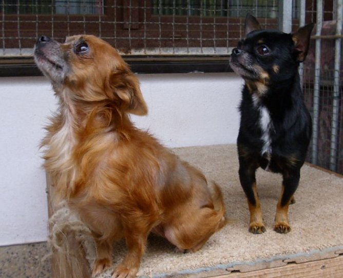 Tiere der Woche (Foto: C. Knust)