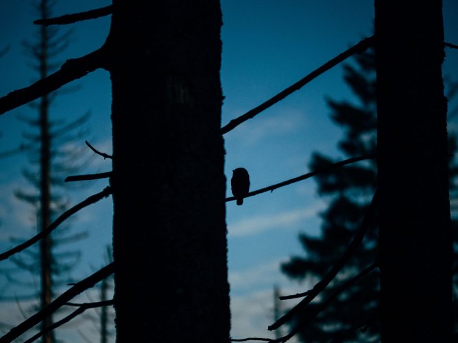 Sterne statt Feuerwerk � K&auml;uze jagen in der D&auml;mmerung. Feuerwerksraketen und B&ouml;ller k&ouml;nnen bei ihnen und anderen V&ouml;geln nicht nur zu Panikreaktionen, sondern durch die Blendwirkung sogar zu einem Verlust des Orientierungsverm&ouml;gens f&uuml;hren (Foto: Sebastian Berbalk)