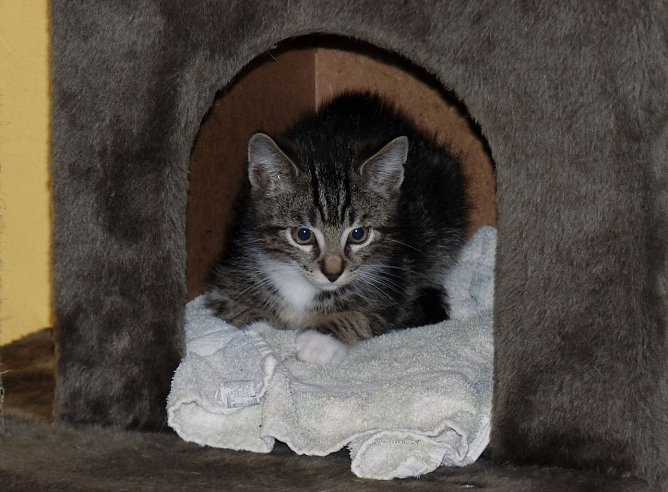 Katzen und andere Haustiere brauchen an Silvester einen R&uuml;ckzugsort, an dem sie sich sicher f&uuml;hlen (Foto: Deutscher Tierschutzbund e.V./Ehrhardt)
