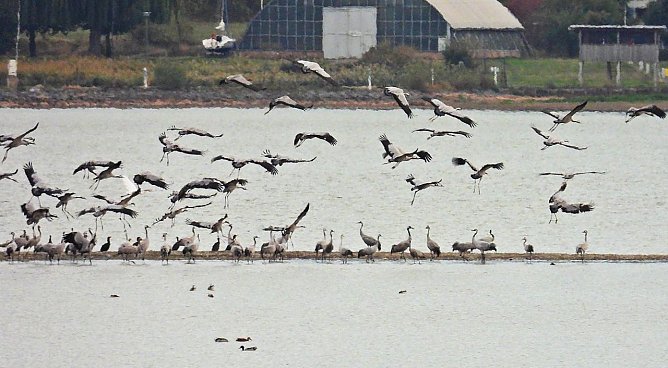 Kraniche am Stausee Kelbra (Foto: Peter Blei)