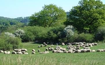 Schafe (Foto: privat)