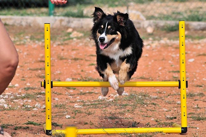 Urlaub mit und f&uuml;r den Vierbeiner (Foto: pincamp.de)