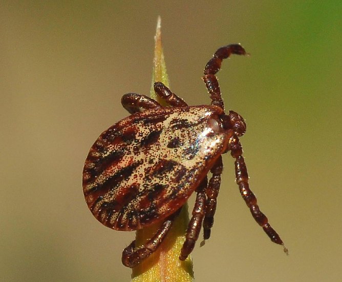 Forscher warnen vor Zeckenplage (Foto: Th&uuml;ringenForst)