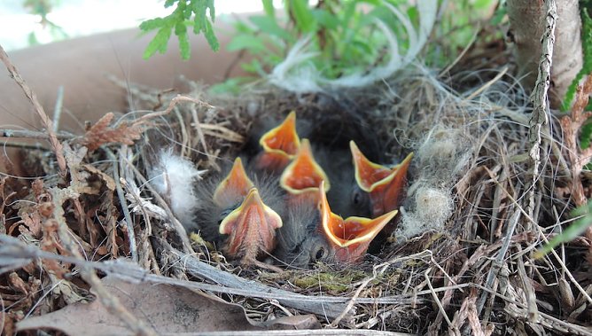 bachstelzennest (Foto: Deutscher Tierschutzbund) bachstelzennest (Foto: Deutscher Tierschutzbund)