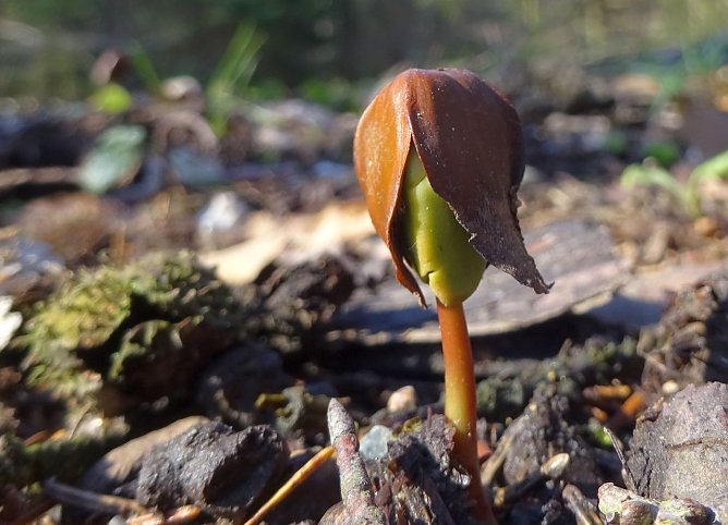 Buchenkeimling (Foto: Sabine Bauling) Buchenkeimling (Foto: Sabine Bauling)
