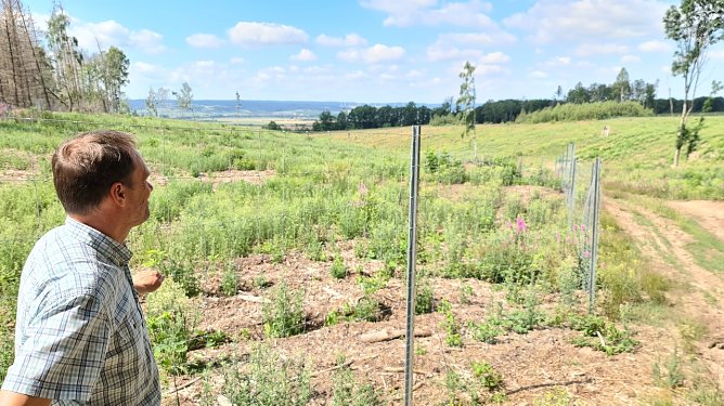 Lars-Kristian Kothe vor einer Aufforstungsfl&auml;che am Reesberg (Foto: nnz)