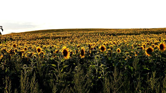 Sonnenblumenfeld (Foto: Peter Blei)