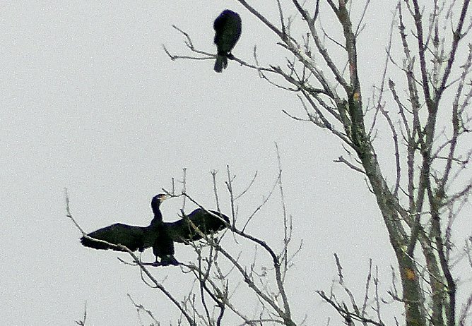 Kormorane am Stausee (Foto: U.Reinboth)