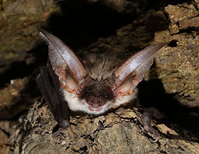 Graues Langohr Plecotus austriacus  (Foto: Biosph&auml;renreservat Karstlandschaft S&uuml;dharz )