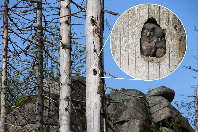Junge Raufu&szlig;k&auml;uze im Totholz (Foto: Caren Pertl)