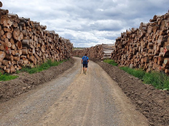 Abgelagerte St&auml;mme wohin das Auge blickt (Foto: Bodo Schwarzberg)