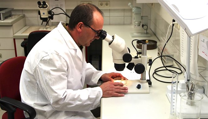 F&ouml;rster in ungewohnter Umgebung: Statt gr&uuml;nem Loden tr&auml;gt Th&uuml;ringenForst-Waldschutzexperte Mathias St&uuml;rtz einen wei&szlig;en Laborkittel   (Foto: Th&uuml;ringenForst)