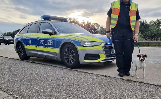 Bella ist wohlbehalten zurück von der Rennstrecke (Foto: API) Bella ist wohlbehalten zurück von der Rennstrecke (Foto: API)