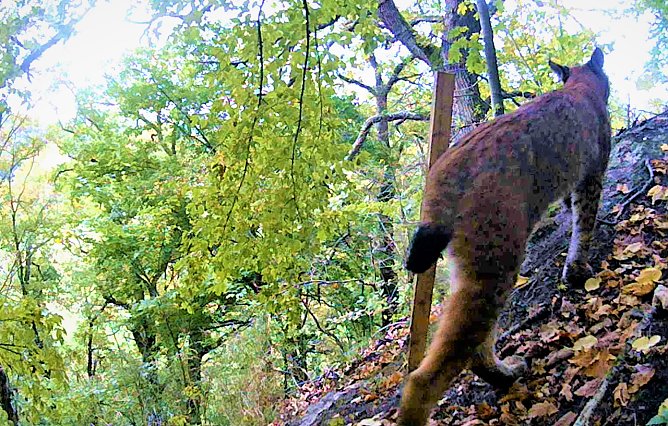 Luchs bei Norhausen im Videostandbild (Foto: Maik Engelhardt)