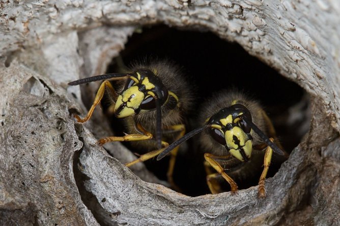 Einflugloch am Wespennest (Foto: Brigitte Umkehr/NABU) Einflugloch am Wespennest (Foto: Brigitte Umkehr/NABU)