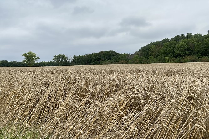 Zu nass und sonnenarm präsentierte sich der August 2023 (Foto: oas) Zu nass und sonnenarm präsentierte sich der August 2023 (Foto: oas)