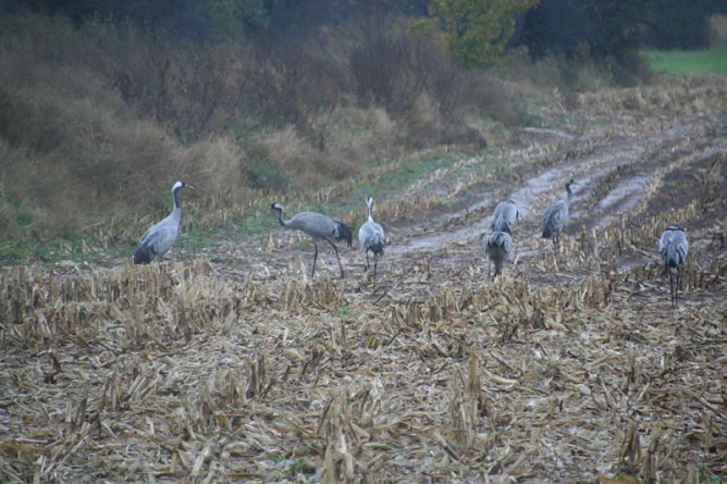 Rastende Kraniche in der Goldenen Aue (Foto: Pressestelle Landratsamt Nordhausen)