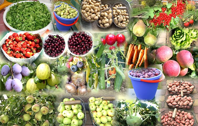 Collage: Obst und Gemüseanbau aus dem heimischen Garten (Foto: Joachim Retzek) Collage: Obst und Gemüseanbau aus dem heimischen Garten (Foto: Joachim Retzek)