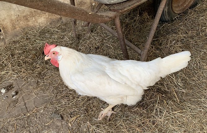 Henne Hermine auf einem artgerechten Hof in Franken (Foto: Eva Maria Wiegand) Henne Hermine auf einem artgerechten Hof in Franken (Foto: Eva Maria Wiegand)
