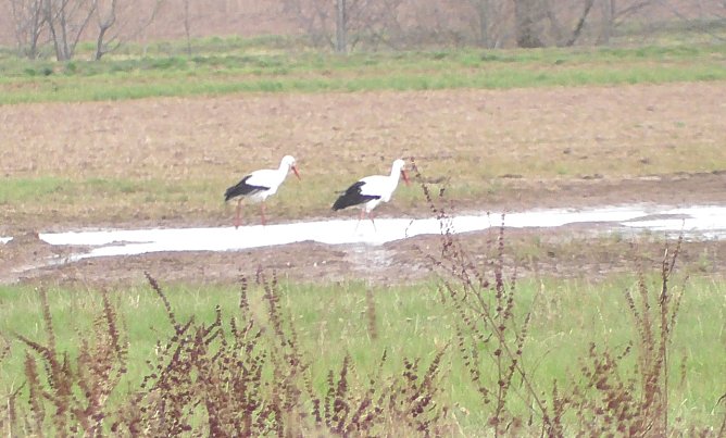 Frühling am Stausee (Foto: U. Reinboth ) Frühling am Stausee (Foto: U. Reinboth )