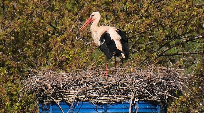 Meister Adebar f&uuml;hlt sich wohl zwischen Sachsen/Anhalt und Th&uuml;ringen (Foto: P.Blei)
