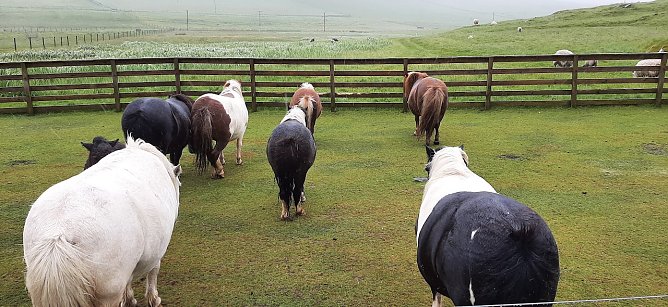 Immer schön gegen den Sturm stehen. Ponys auf Shetland (Foto: Yvonne Morgenstern) Immer schön gegen den Sturm stehen. Ponys auf Shetland (Foto: Yvonne Morgenstern)