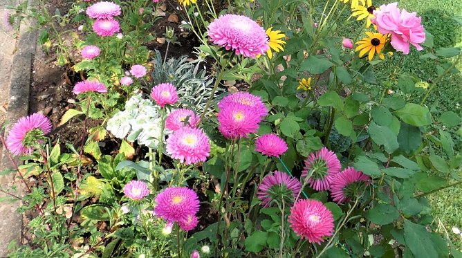 Blumen im Herbst (Foto: W. Schumann)