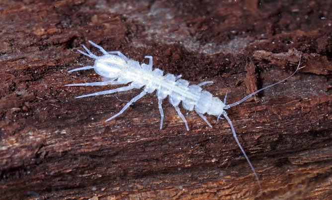 Eine H&ouml;hlenwasserassel (Foto: Klaus Bogon)