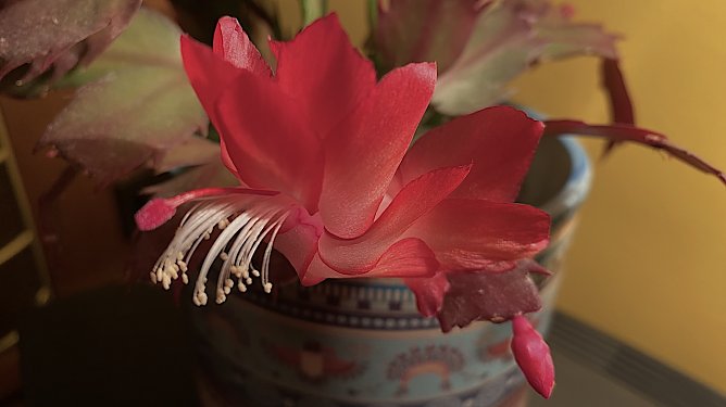 Schlumbergera truncata aus der Familie der Kakteengewächse (Foto: Ilse Möller) Schlumbergera truncata aus der Familie der Kakteengewächse (Foto: Ilse Möller)