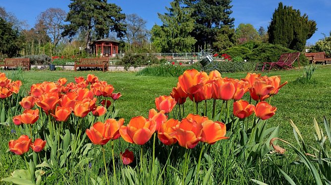 Fr&uuml;hling im Europa-Rosarium (Foto: Rosenstadt Sangerhausen)
