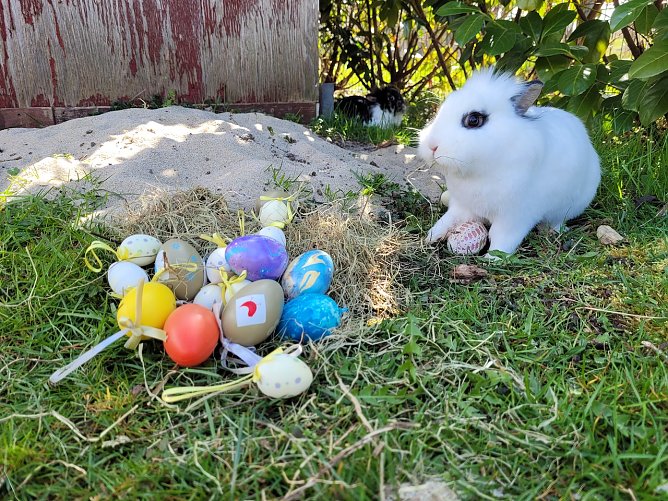 Ostern bei Familie Tritschler in Nohra bei Bleicherode (1.) (Foto: Familie Tritschler)