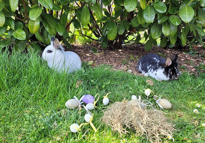 Ostern bei Familie Tritschler in Nohra bei Bleicherode (2.) (Foto: Familie Tritschler)