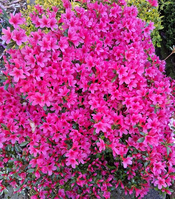 Momentaufnahme Blumenzauber vor dem Haus (Foto: G.Kurzius)