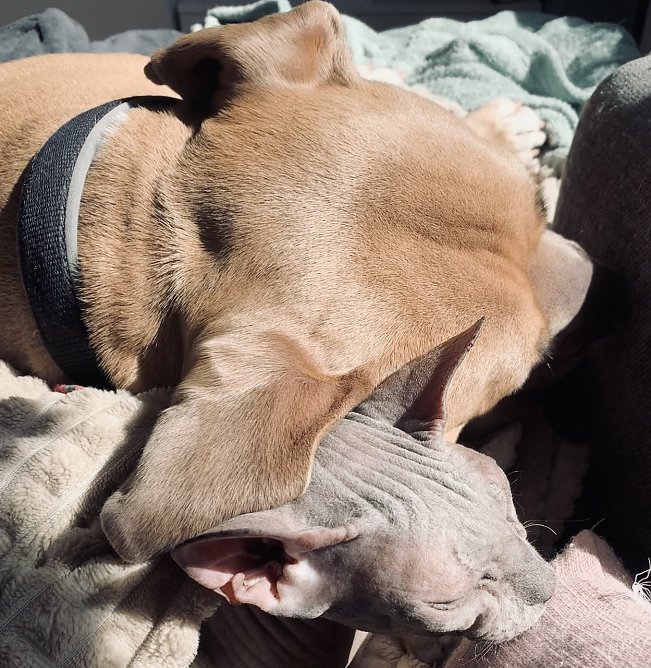 Tierisches Kuscheln (Foto: J. Thorhauer) Tierisches Kuscheln (Foto: J. Thorhauer)