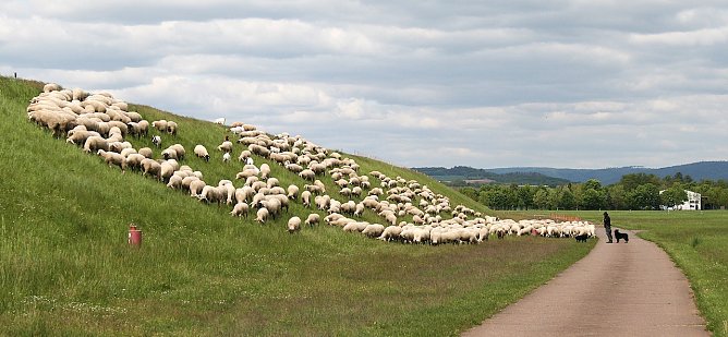 Rasenmäher im Einsatz (Foto: U.Reinboth) Rasenmäher im Einsatz (Foto: U.Reinboth)