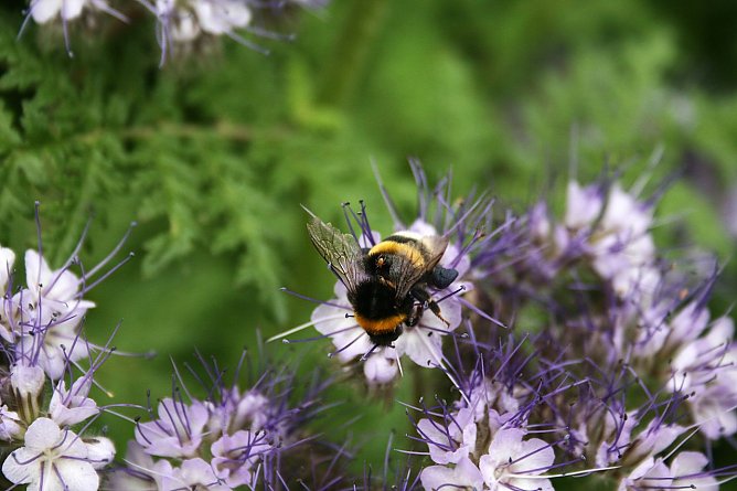 Bienen f&uuml;hlen sich wohl  (Foto: U.Reinboth )