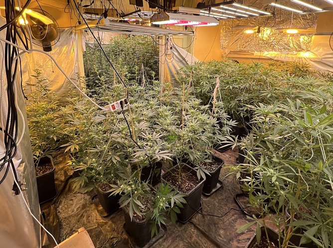 Plantage entdeckt  (Foto: Polizeiinspektion Halle (Saale)   )