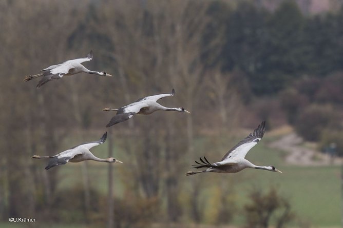 Kraniche im Anflug (Foto: U. Kr&auml;mer)