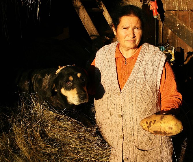 Gute zwei Kilo bringt die Riesenkartoffel auf die Waage (Foto: Ulrich Reinboth)