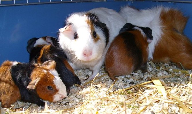 Schweinerei (Foto: C. Knust) Schweinerei (Foto: C. Knust)