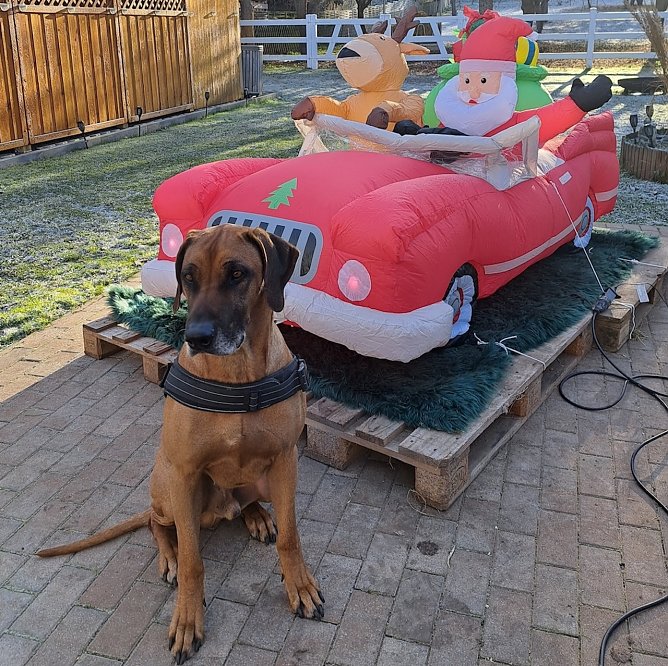 Foto 2: Rhodesian Ridgeback Rüde Asani bereitet sich auf Weihnachten vor (Foto: Marina Höxtermann) Foto 2: Rhodesian Ridgeback Rüde Asani bereitet sich auf Weihnachten vor (Foto: Marina Höxtermann)