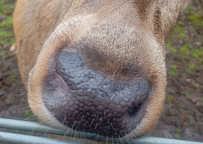 Hirsch oder Elch? im Nordhäuser Stadtpark (Foto: Frank Hilpert) Hirsch oder Elch? im Nordhäuser Stadtpark (Foto: Frank Hilpert)