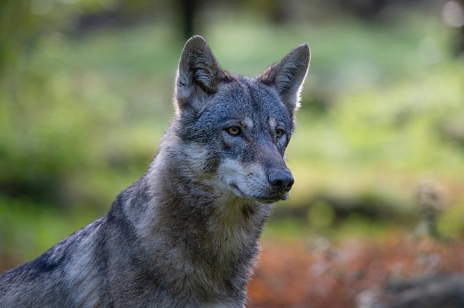 Symbolbild Wolf (Foto: Pixabay-keyouest)