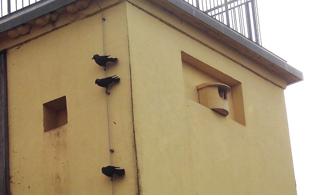 Der Vogelturm am Stausee in Kelbra ist als Nistplatz hart umkämpft. (Foto: Ulrich Reinboth) Der Vogelturm am Stausee in Kelbra ist als Nistplatz hart umkämpft. (Foto: Ulrich Reinboth)