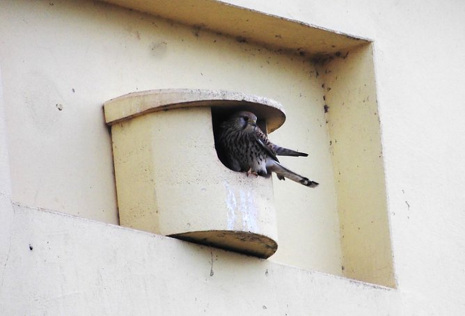 Die Dohlen haben Gefallen gefunden an dem Nistplatz. (Foto: Ulrich Reinboth) Die Dohlen haben Gefallen gefunden an dem Nistplatz. (Foto: Ulrich Reinboth)