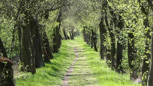 Erstes zartes Grün. (Foto: Volker Weickert) Erstes zartes Grün. (Foto: Volker Weickert)