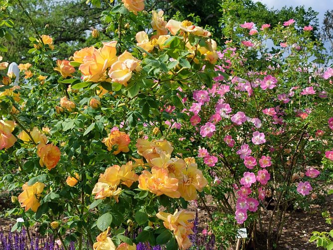 Momentan blühen schon viele Rosen im Europarosarium in Sangerhausen. (Foto: Karin Thom) Momentan blühen schon viele Rosen im Europarosarium in Sangerhausen. (Foto: Karin Thom)