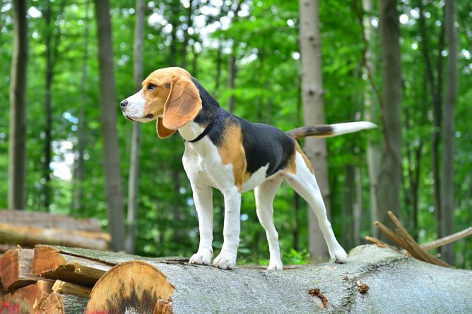 Ein Beagle steht auf einem Baumstumpf im Wald.  (Foto: A. Knoll)